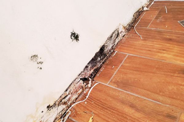 Mold and Mildew Removal & Painting Mold and Mildew Removal & Painting